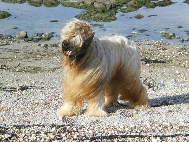 Dakota Du clos de la croix de fer