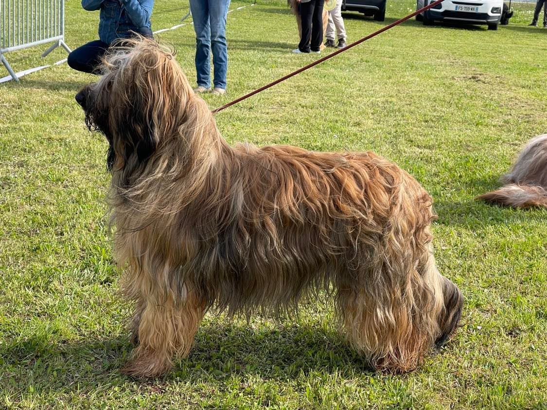 Talya De La Pointe De La Torche