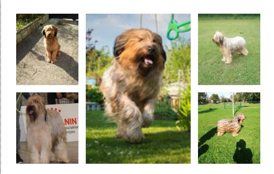 Nos chiens